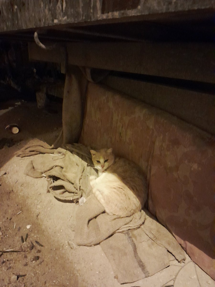 Evet insanları artık ayırıyorum. Ama sağcı solcu diye değil, oralı buralı diye değil, merhametli ve merhametsizler diye....

#HayvanaŞiddetiReddet