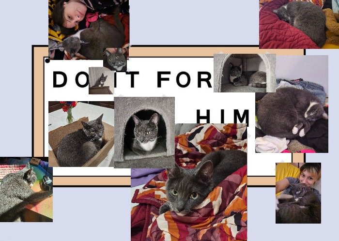 Ecto1orean's tweet photo. would parxtwt be able to help me share my gofundme bc i need to move to Georgia ASAP and i need the money to get there 😭 i'll even say something nice about awsten knight just help me get my cat son to a safe home!

https://t.co/h9vC9SYukw https://t.co/OBN56Kqesw