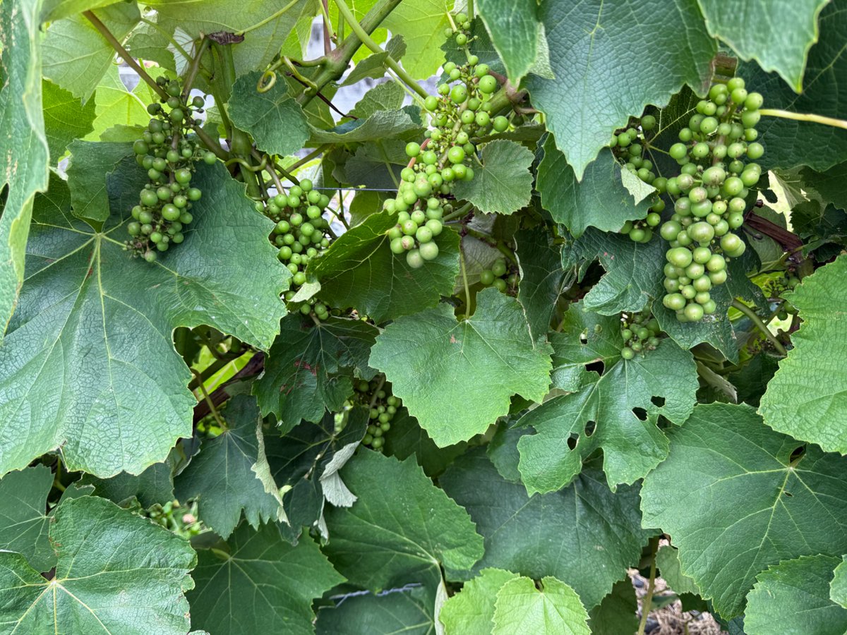 Jeff Smith @sumisu3@mastodon.nz tweet media