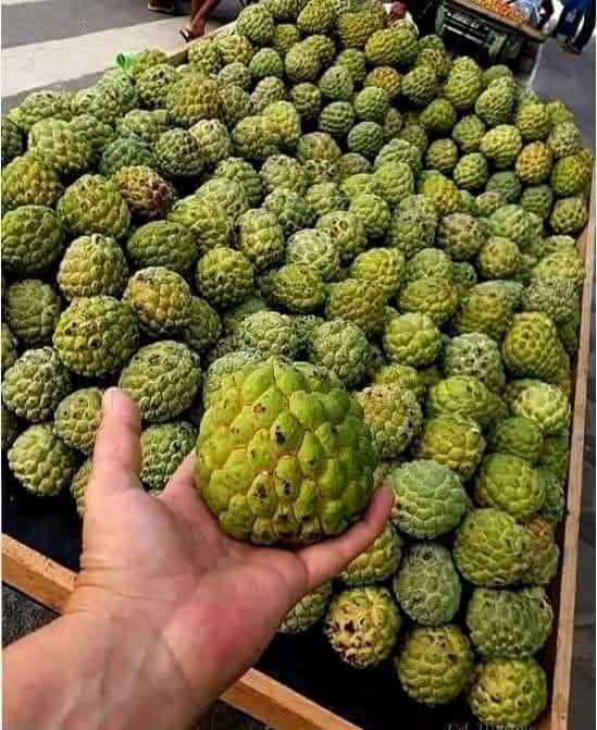 Quem conseguir dizer o nome dessa fruta GANHARÁ UM BEIJO NO ROSTO DA JANJA.