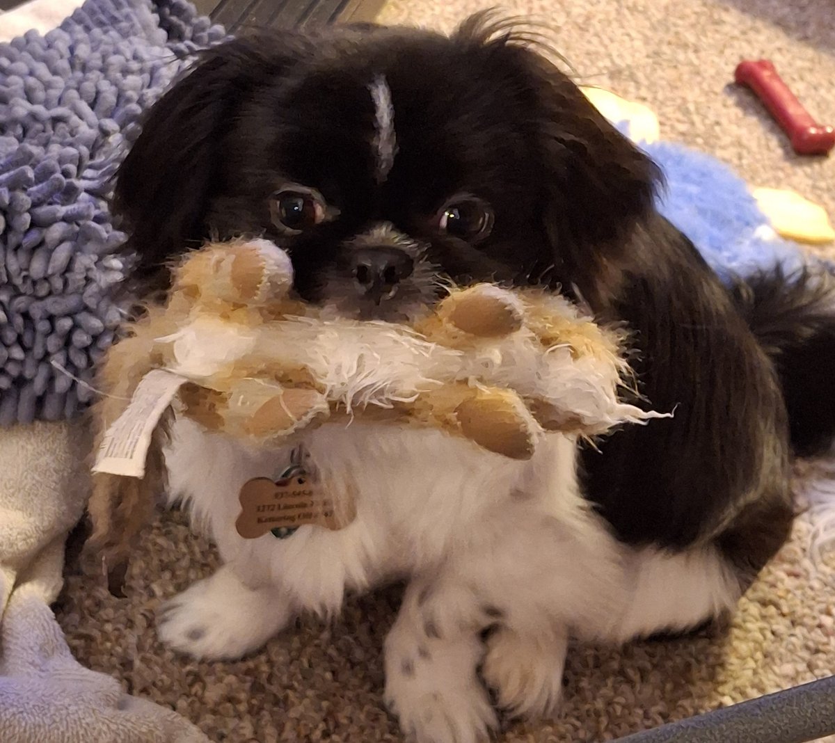 Nightbird7115's tweet photo. I'm hunting. Iz hope to join da Zombie Squad soon. #josieboo #dogs https://t.co/FuTdbITlvl