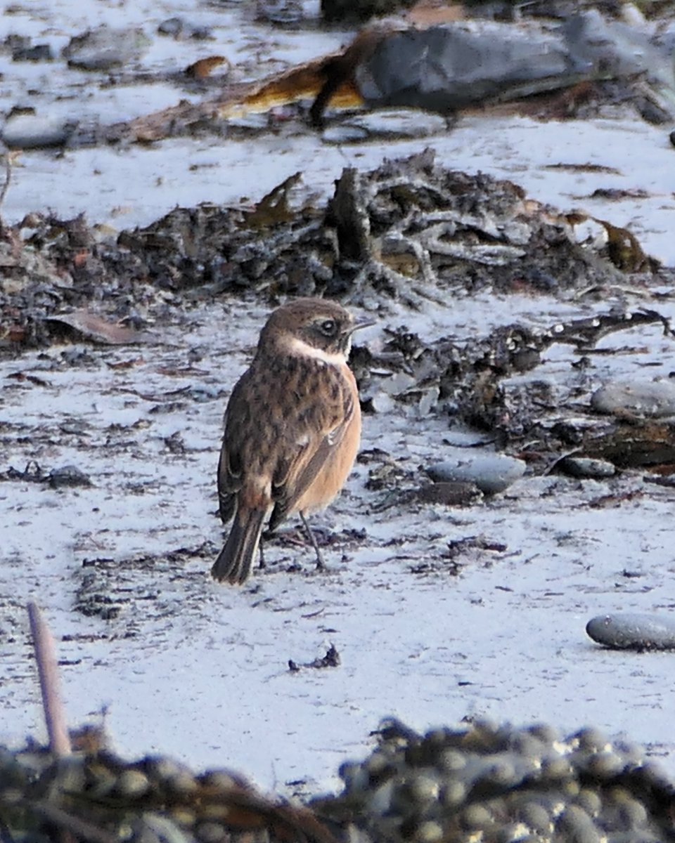 thremnir's tweet photo. Stonechat on the shore at #Seafield today:- https://t.co/utpNWmvZCu