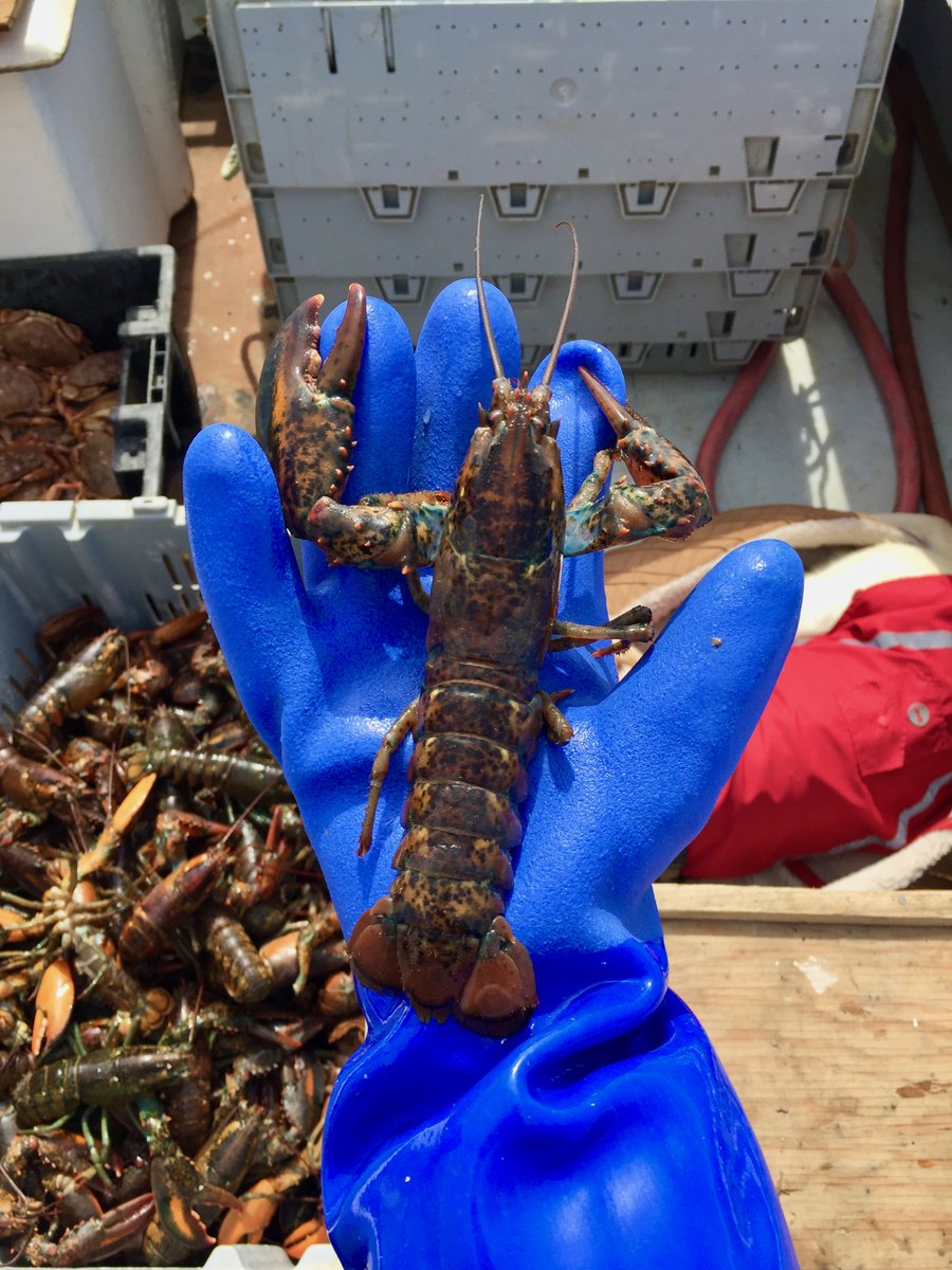 Our last lecture of 2024!

When: Tuesday, Dec 10, 7 pm

Where: SDU Main Building 201, UPEI

What: How adaptive is the PEI lobster fishery? An exploration of climate change and the social structures influencing the local fishery 

Whom: Marlene Chapman, lobster fisher &amp; MAIS grad!