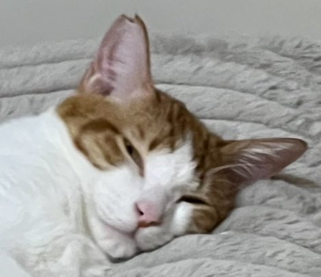 あら、かわいい顔して寝てる☺️
と思って写真を撮ってみたら
薄目開けて見てた

#レグたん