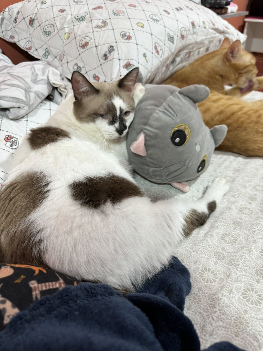 Boa noite da Cotozinha