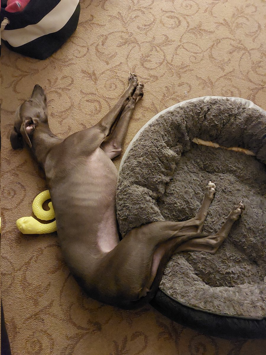 linzoid47's tweet photo. @DukeHound16 #NotBedFail any chance you can send me a head rest too? 🤞 https://t.co/3Q8VhINOFS