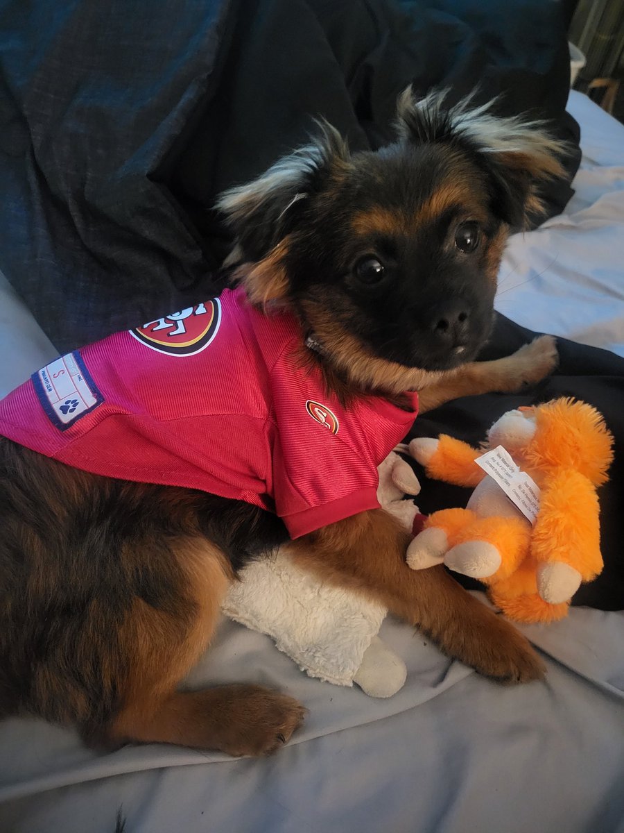 Davidgilmorenft's tweet photo. Love my pup!!! And lets go @49ers!!!! https://t.co/R4PlbYqvNX