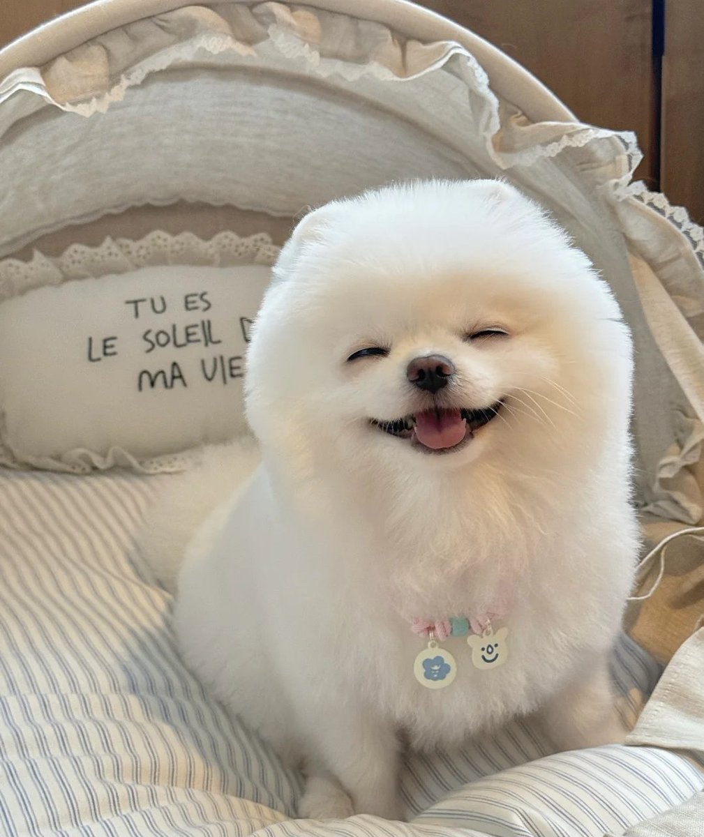 Do all Pomeranians smile like this?😂