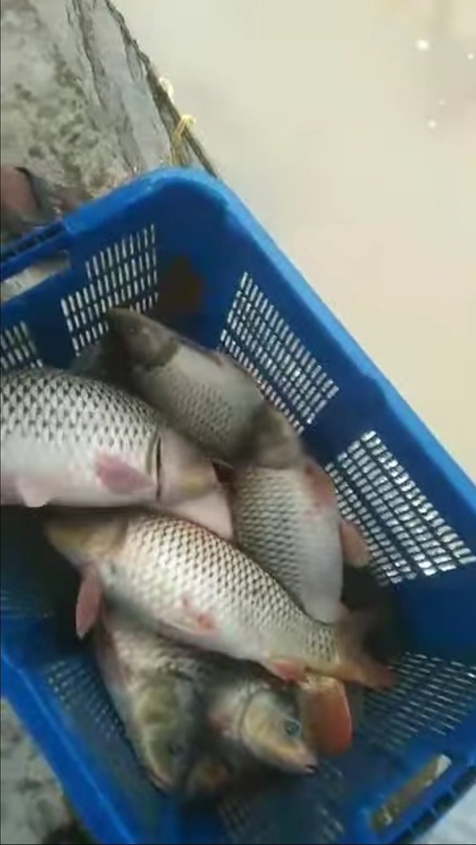 nin_rika's tweet photo. Senin 4/11/24, Rika Wahyu M.N, PPB Lebong, Pokdakan UsahaMandiri, Ds Talang Liak ll, Kec.Bingin Kuning,mendampingi panen Ikan Mas, teknologi sederhana kolamTradisional, sebanyak 52kg, luaskolam 16m2, size5-6ekor/kg harga Rp.28.000kg
#GiatLuhkanSatminkalBRPPUPP  
#luhlapor
#Lebong https://t.co/ZwrxrR8kax