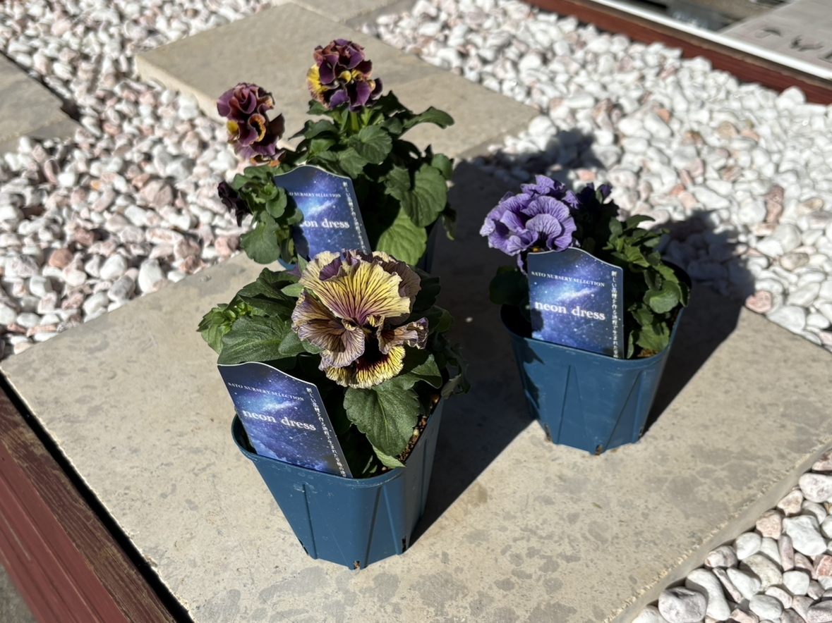 花苗】103 サトウ園芸アフタヌーンドレス