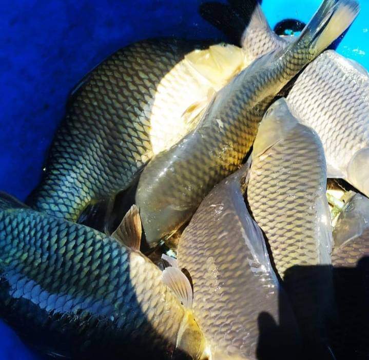 nin_rika's tweet photo. Kamis 21/11/24, Rika Wahyu M.N, PPB Lebong, Pokdakan Sepakat, Ds Talang Liak l, Kec.Bingin Kuning,mendampingi panen Ikan Mas, teknologi sederhana kolam Tradisional, sebanyak 55kg, luas kolam 10m2, size 6-7ekor/kg harga Rp.28.000kg
#GiatLuhkanSatminkalBRPPUPP  
#luhlapor
#Lebong https://t.co/JeZaH5yY6i