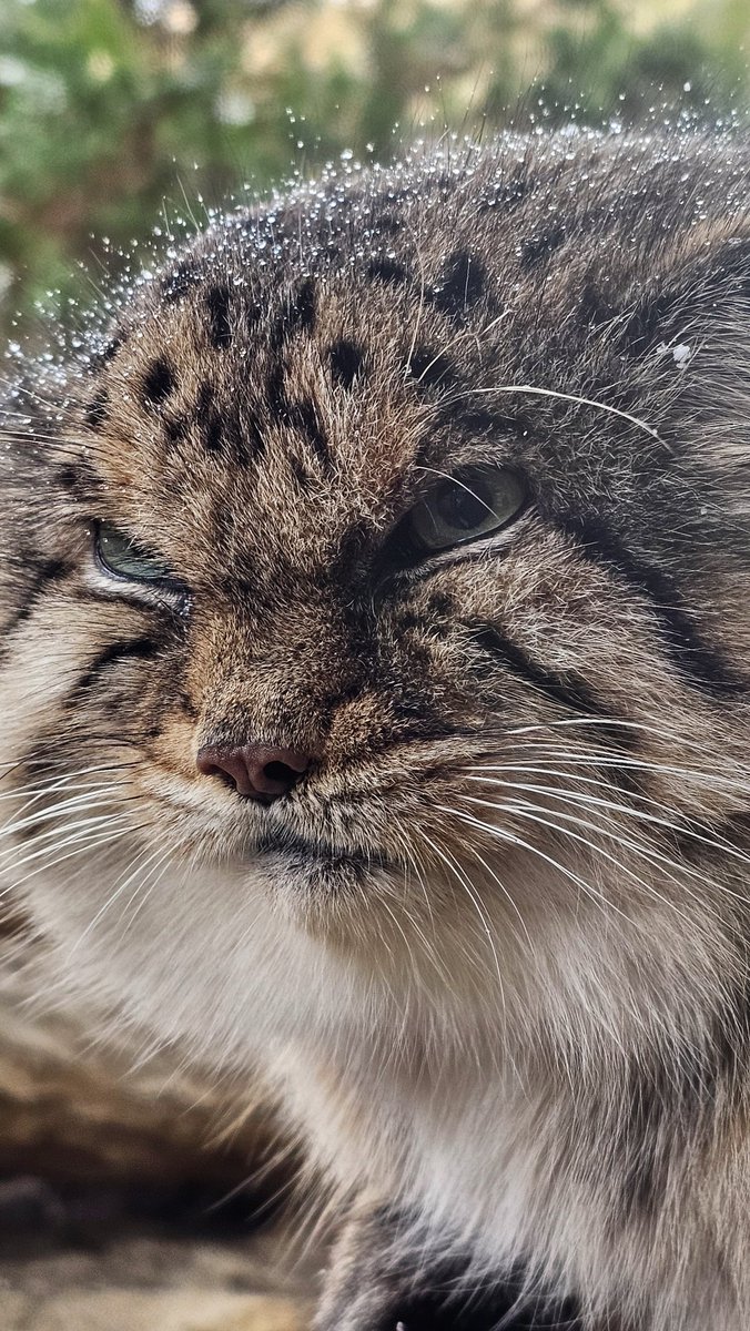 ten___0919's tweet photo. ボルくん

📱2024.12.08(日)
#マヌルネコ #ボル
#マヌルネコのうた #manul
#pallascat #pallasscat
#那須どうぶつ王国 #那須
#nasuanimalkingdom https://t.co/SRtoIQtTiX