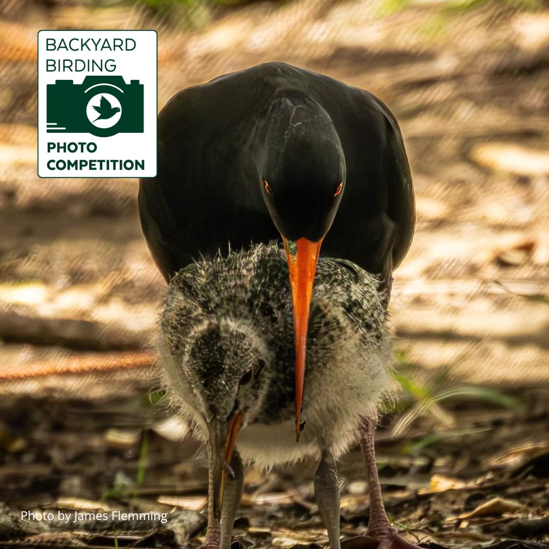 The much-loved birding competition is back for another summer! 2025 will mark the 4th year of the #BackyardBirding Competition, which has grown steadily over the years. Submit your photos here: bit.ly/backyardbirdin…  📸 Photo titled 'Learning from the best' by James Fleming.