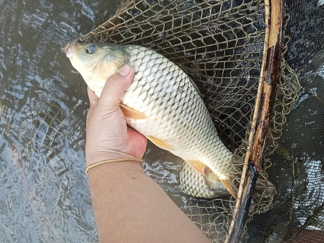 nin_rika's tweet photo. Rabu 4/12/24, Rika Wahyu M.N, PPB Lebong,Pokdakan Bina Usaha, Ds Karang Dapo Atas, Kec.Bingin Kuning,mendampingi panen Ikan Mas,teknologi sederhana kolam Semi Intensif sebanyak 55kg, luas kolam 9m2, size 2-5ekor/kg harga Rp.28.000kg
#GiatLuhkanSatminkalBRPPUPP  
#luhlapor
#Lebong https://t.co/rx8dnIvFrO