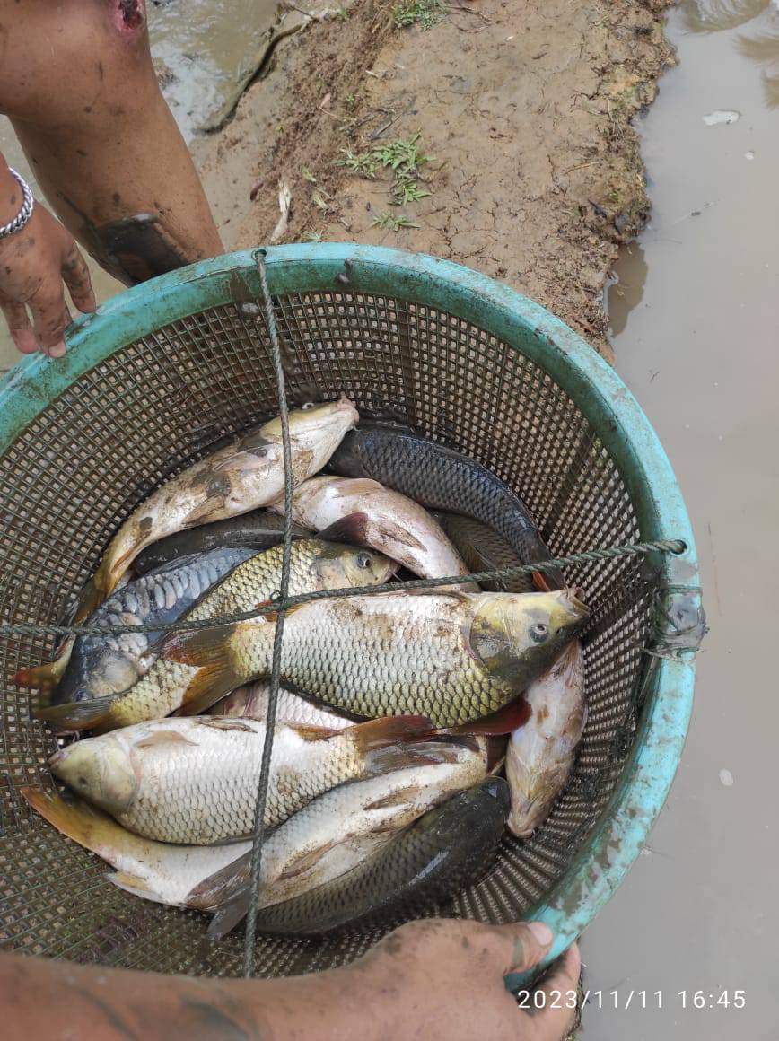 nin_rika's tweet photo. Kamis 5/12/24, Rika Wahyu M.N, PPB Lebong, Pokdakan Sepakat, Ds Talang Liak l, Kec.Bingin Kuning,mendampingi panen Ikan Mas, teknologi sederhana kolam Tradisional, sebanyak 65kg, luas kolam 10m2, size 4-6ekor/kg harga Rp.28.000kg
#GiatLuhkanSatminkalBRPPUPP  
#luhlapor
#Lebong https://t.co/fAXUrTvR0O