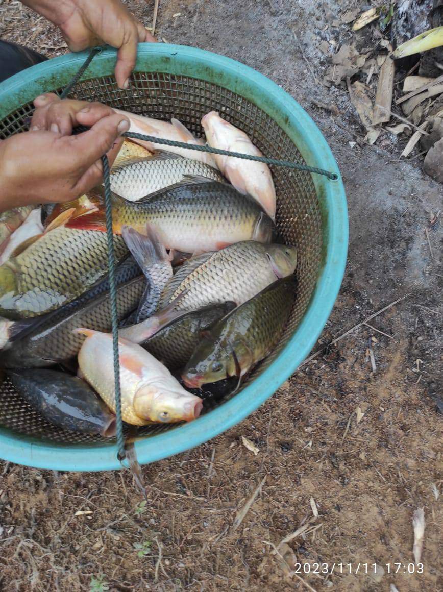 nin_rika's tweet photo. Kamis 5/12/24, Rika Wahyu M.N, PPB Lebong, Pokdakan Sepakat, Ds Talang Liak l, Kec.Bingin Kuning,mendampingi panen Ikan Mas, teknologi sederhana kolam Tradisional, sebanyak 65kg, luas kolam 10m2, size 4-6ekor/kg harga Rp.28.000kg
#GiatLuhkanSatminkalBRPPUPP  
#luhlapor
#Lebong https://t.co/fAXUrTvR0O