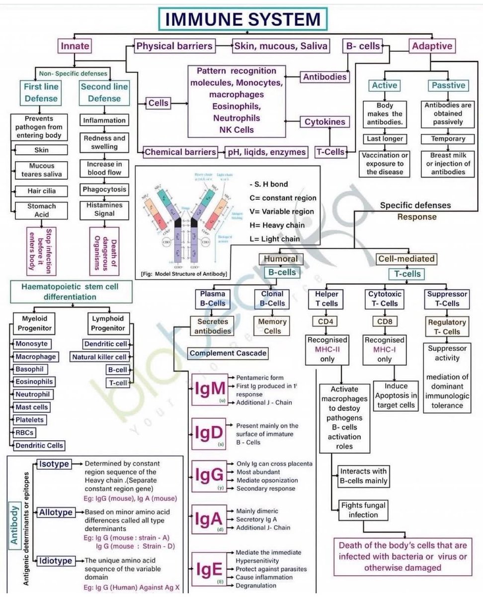 DrMedica_13's tweet image. Immune System 💥🩸

🌷🌷🌷
#MedEd #MedX #Immune_System