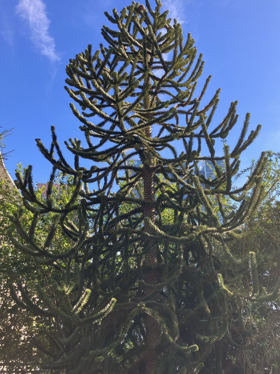 gabriel_levine1's tweet photo. The Monkey Puzzle Tree, which I discovered on the rooftop park above a SF bus station. Even the trunk’s bark is bristling with barely concealed sharp leaves. 
A gracefully angry plant. https://t.co/gMSBLFpSmG
