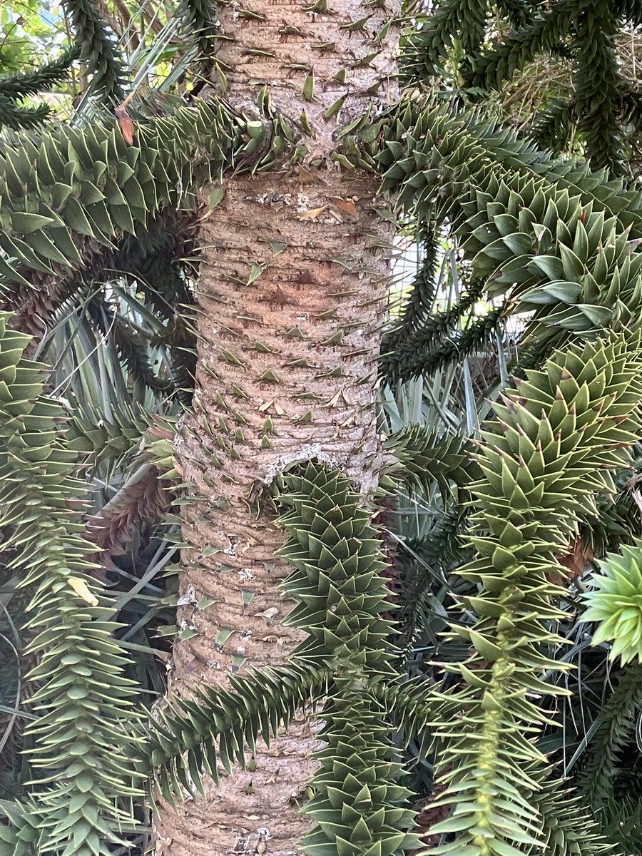 gabriel_levine1's tweet photo. The Monkey Puzzle Tree, which I discovered on the rooftop park above a SF bus station. Even the trunk’s bark is bristling with barely concealed sharp leaves. 
A gracefully angry plant. https://t.co/gMSBLFpSmG