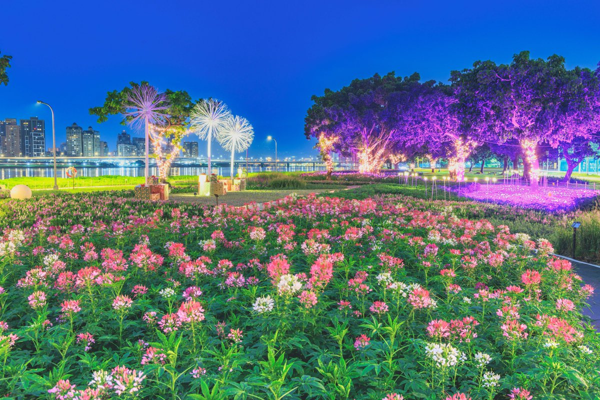 NOTICIASTaiwan's tweet photo. Un paseo por el mar de flores del Parque Ribereño de Yanping en la ciudad de #Taipéi es muy romántico cuando se encienden las lámparas que parecen dientes de león y los senderos se iluminan con luces de colores.
📸Oficina de Ingeniería Hidráulica de la Ciudad de Taipéi https://t.co/utF22ZSEzt