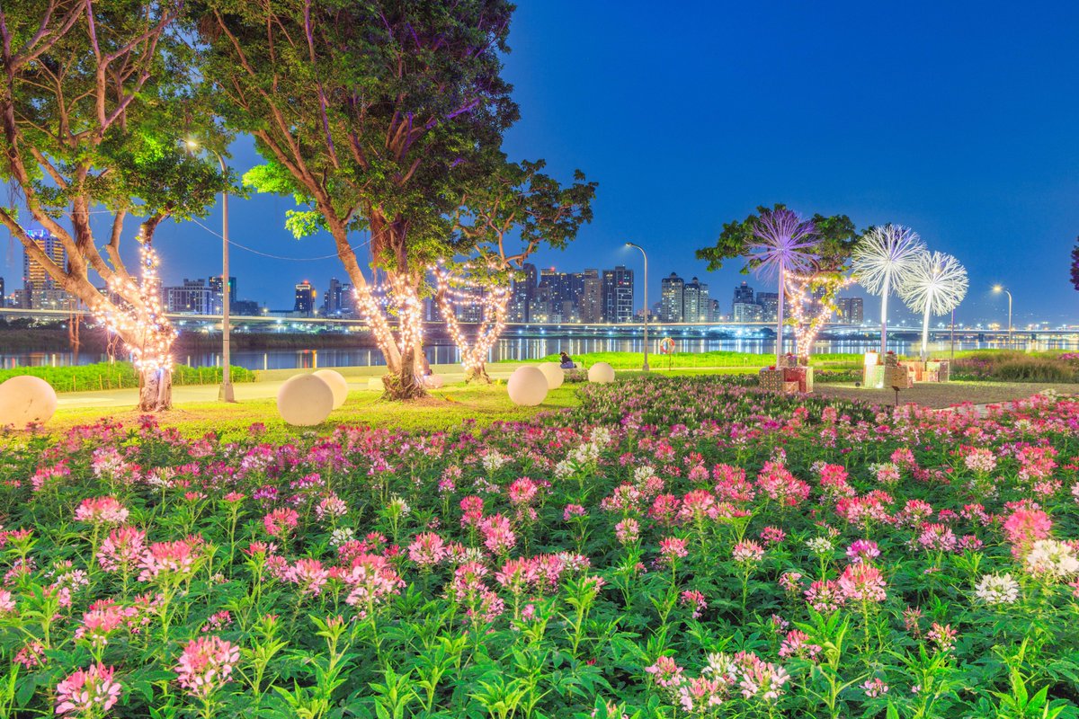NOTICIASTaiwan's tweet photo. Un paseo por el mar de flores del Parque Ribereño de Yanping en la ciudad de #Taipéi es muy romántico cuando se encienden las lámparas que parecen dientes de león y los senderos se iluminan con luces de colores.
📸Oficina de Ingeniería Hidráulica de la Ciudad de Taipéi https://t.co/utF22ZSEzt