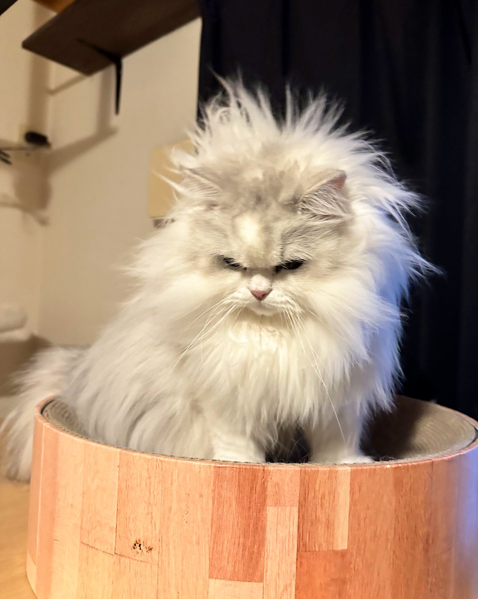 NEKOLAND13's tweet photo. 猫よ、どう寝たらそんな寝ぐせつくんだ。 https://t.co/NIS59B96Wg