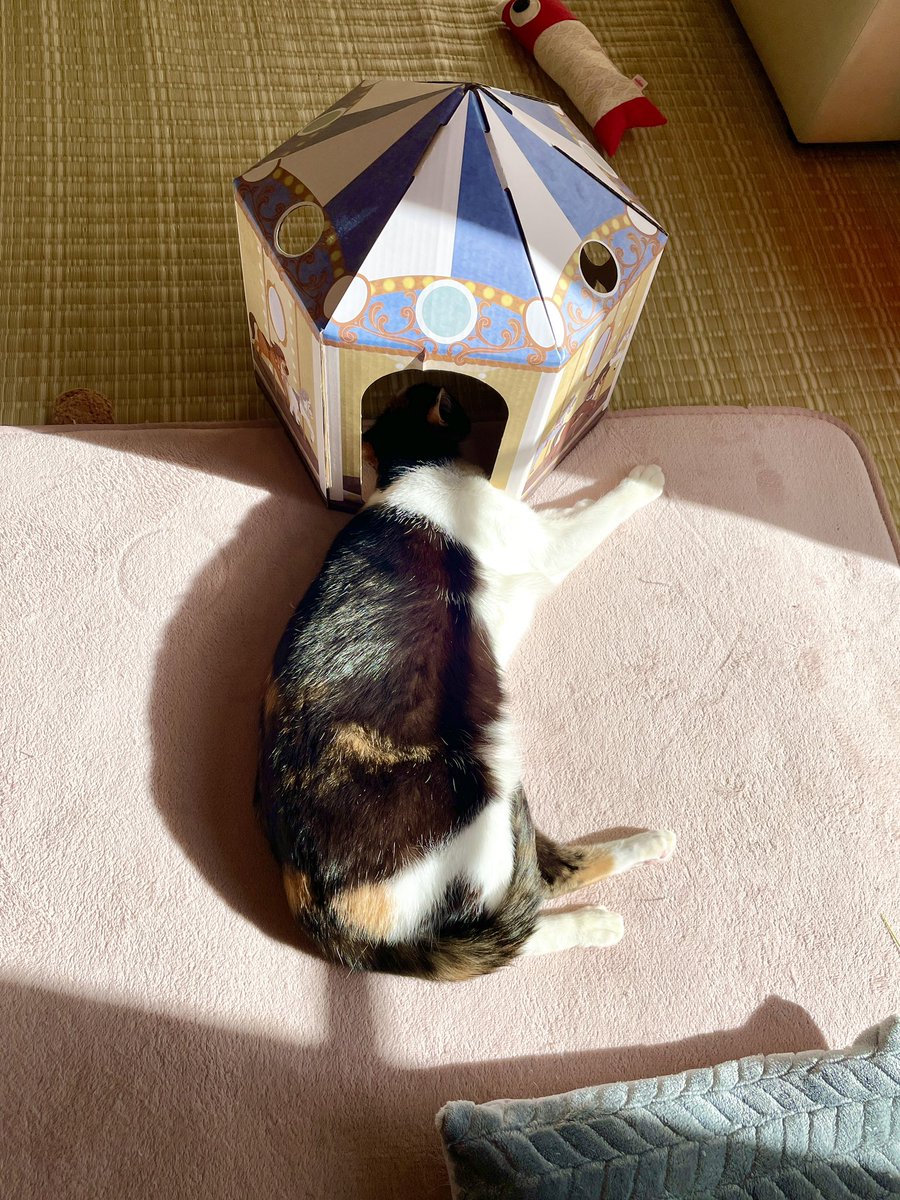 TurboHina's tweet photo. 顔は日焼けしたくないにゃ https://t.co/mn4QV93c0I