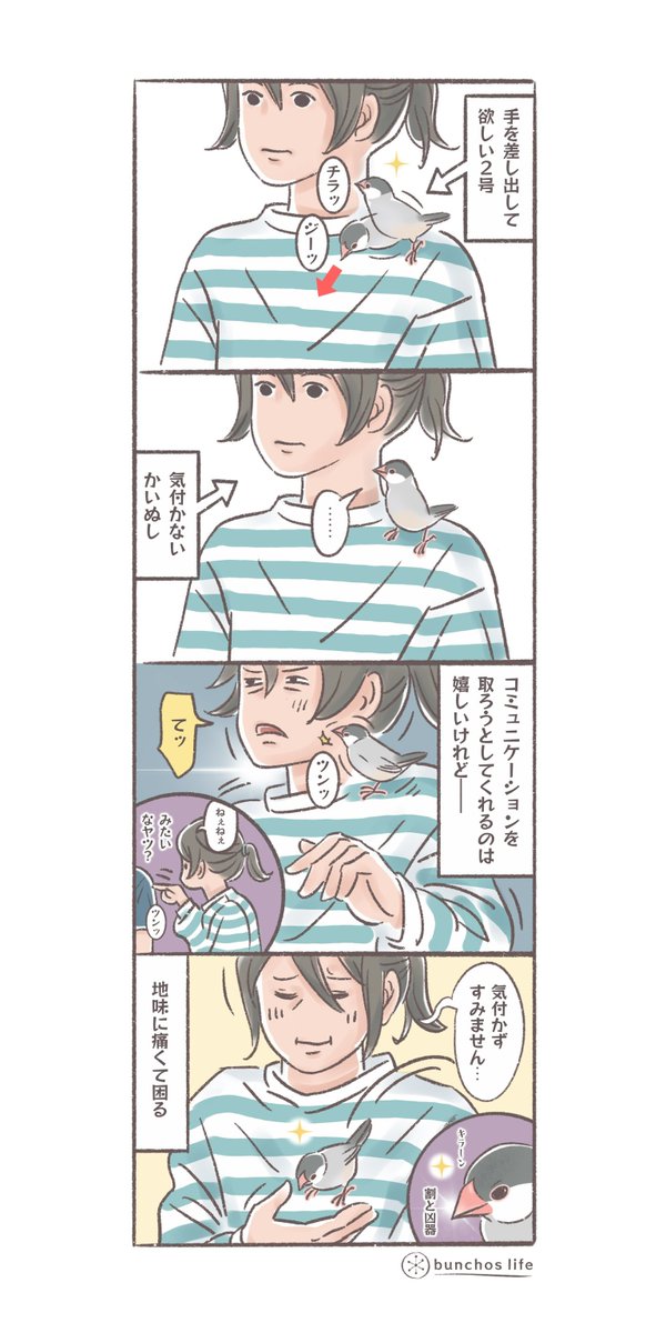 2号の意図にかいぬしが気付かないとき合図をくれるのだけど地味に痛くて困る
#文鳥 
#4コマ漫画

※2025文鳥カレンダー販売中!
SUZURIグッズも追加しました!
ハイライトから見てね✨ 