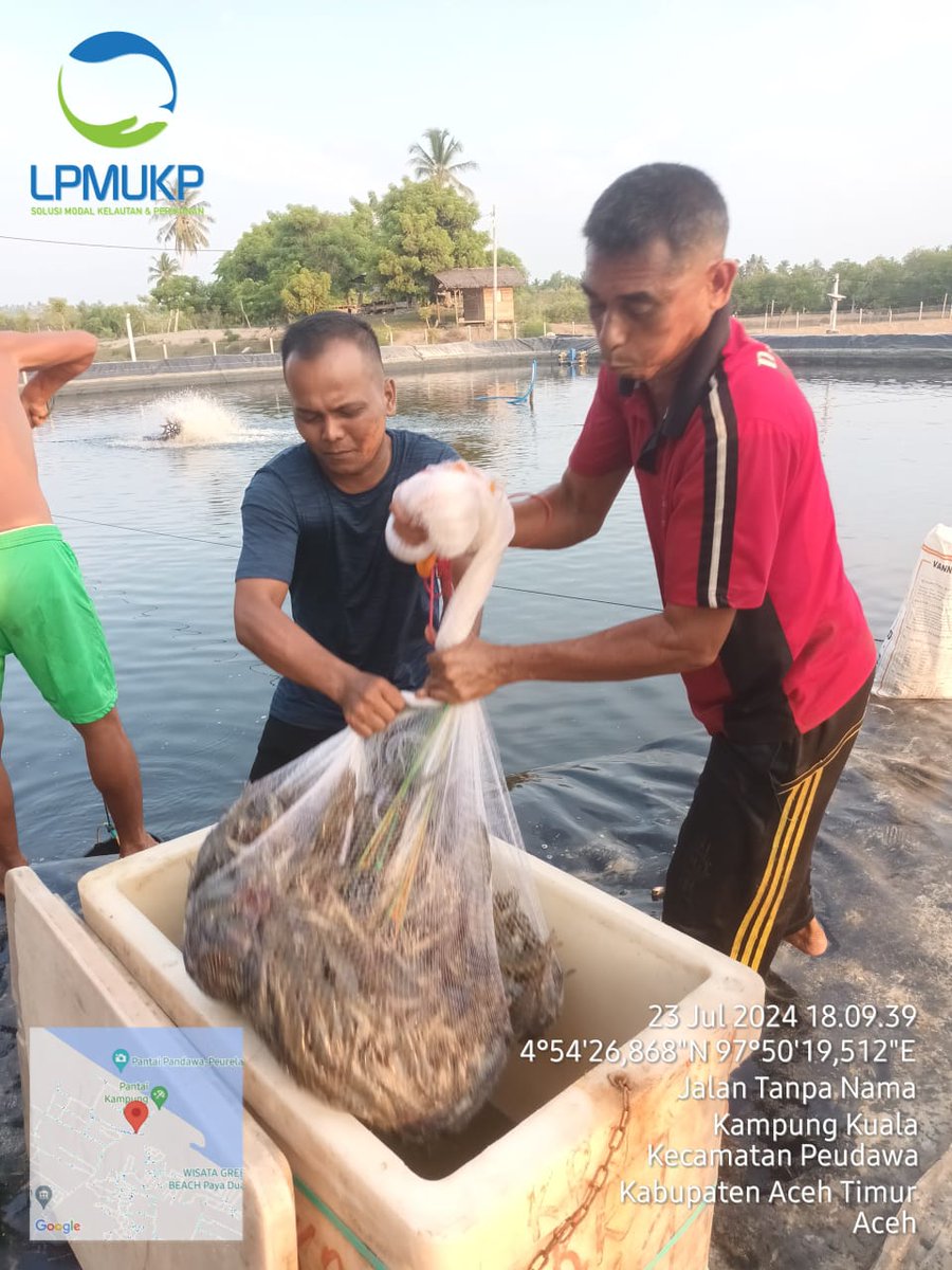 maulidinppb's tweet photo. Selasa (23/07),Maulidin,Luhkan kab.Aceh timur,kunjungan ke Klp (pokdakan) karya neuheun bahari ds matang rayek SMK kec.idi timur dlm rangka panen udang dgn total produksi 10 ton dgn padat tebar 2 jt ekor benih udang vaname .
#GiatLuhkanSatminkalMDN
#puslatluhkp
#luhlapor
@brsdmkp https://t.co/xjeESC9tSF