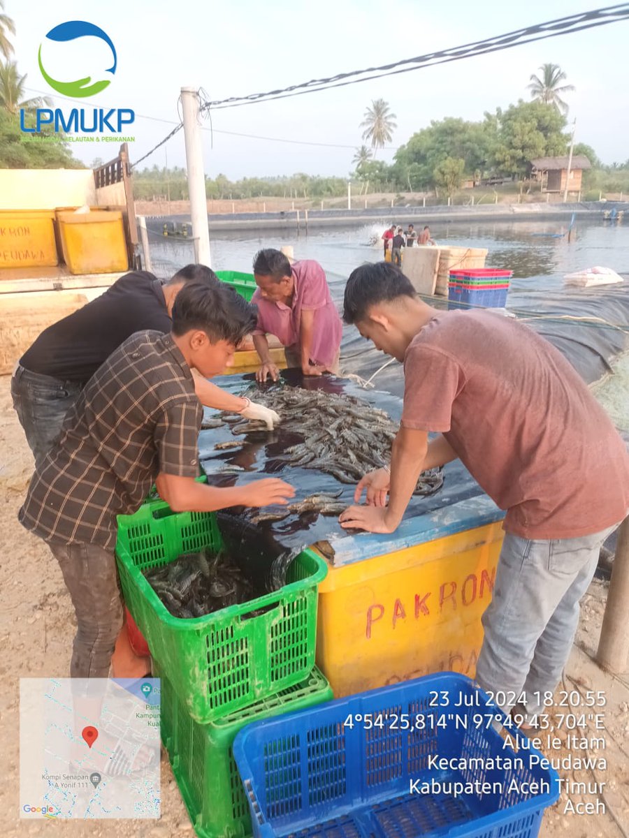 maulidinppb's tweet photo. Selasa (23/07),Maulidin,Luhkan kab.Aceh timur,kunjungan ke Klp (pokdakan) karya neuheun bahari ds matang rayek SMK kec.idi timur dlm rangka panen udang dgn total produksi 10 ton dgn padat tebar 2 jt ekor benih udang vaname .
#GiatLuhkanSatminkalMDN
#puslatluhkp
#luhlapor
@brsdmkp https://t.co/xjeESC9tSF