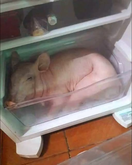 Me da pena despertarlo, pero ya casi llega navidad