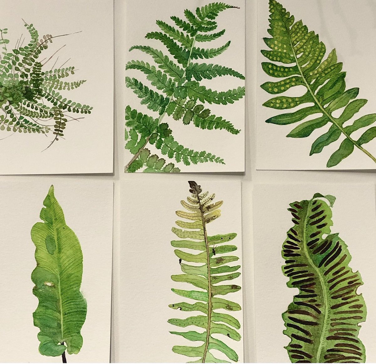 It’s been a sad day today walking around seeing all the damage to our trees. Mainly large ash. But small trees too. I found a branch of healthy holly,full of bright red berries, just ripped completely off by the force of the wind! We fished a solid wooden three seater bench out