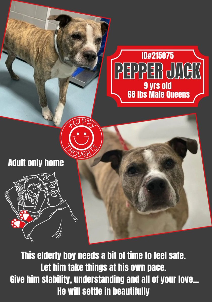 anja_brckner3's tweet photo. Sweet #senior boy #PepperJack is a #NewIntake at #NYCACC #Queens and looking for #safety and #stability โค๏ธ
Can you offer a #calm #comfy place for an elderly #guy โ
Please #FosterMe #AdoptDontShop #Pledge4Rescue and #SaveOurSeniors ๐๐ป
https://t.co/jT1S3EQq1r https://t.co/toHQUmrpPZ