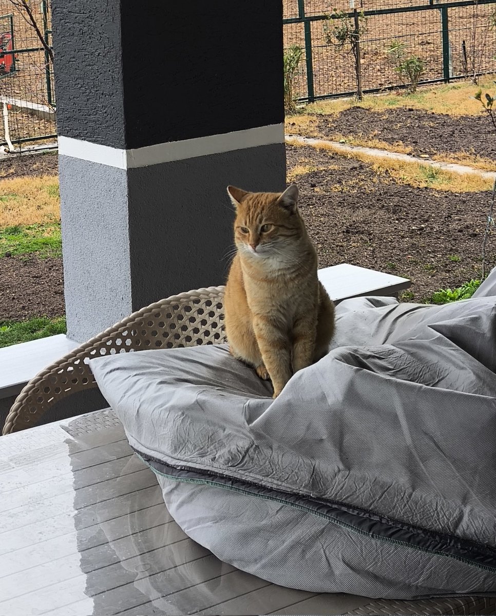 Esed rejiminin 10 günde düşmesi onu derin düşüncelere sürükledi.