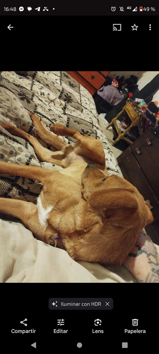 facebook.com/groups/3335006…
#Devoto #CABA 🇦🇷 
Difundamos, por favor
<a href="/MARCELOFAVAOK/">MARCELO FAVA</a> <a href="/SilvanaParadiso/">Silvana Paradiso</a> <a href="/mebolcomba/">Mabel Comba 🇦🇷🐾</a>  <a href="/Tabyta201/">@Tabyta52/20🇦🇷🇪🇦🇺🇦🇮🇱💙💙💙</a>