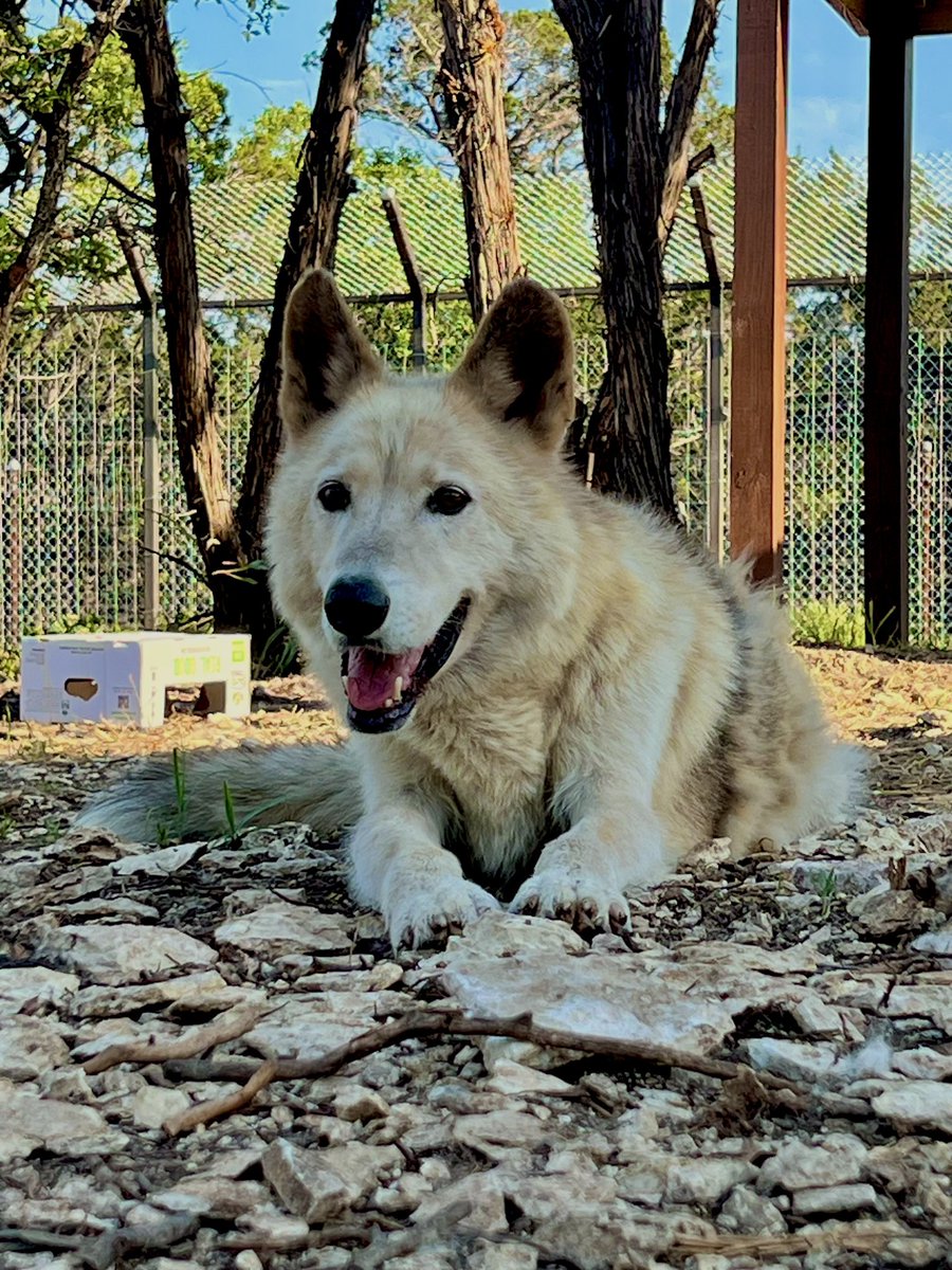 AlveusSanctuary's tweet image. We are devastated to announce the passing of Timber, our 11.5 year old wolfdog ambassador. We were able to rescue him from an inadequate situation and give him a great quality of life for the short time he was with us. Last night, Timber was observed vomiting. When it was evident…