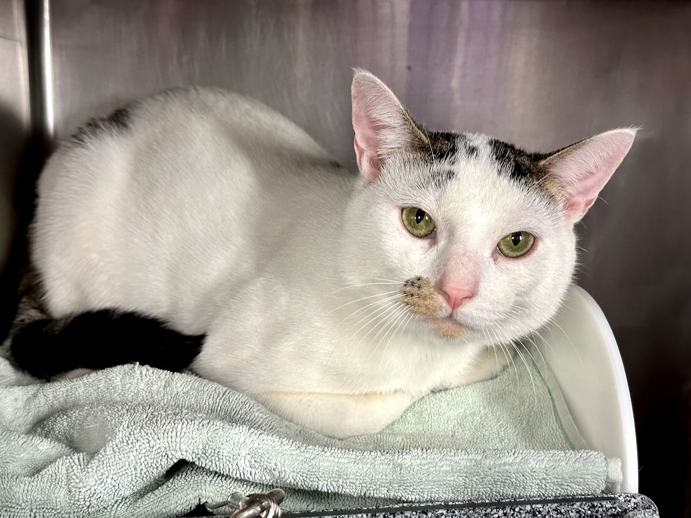 NYC's DEATH ROW CATS tweet media