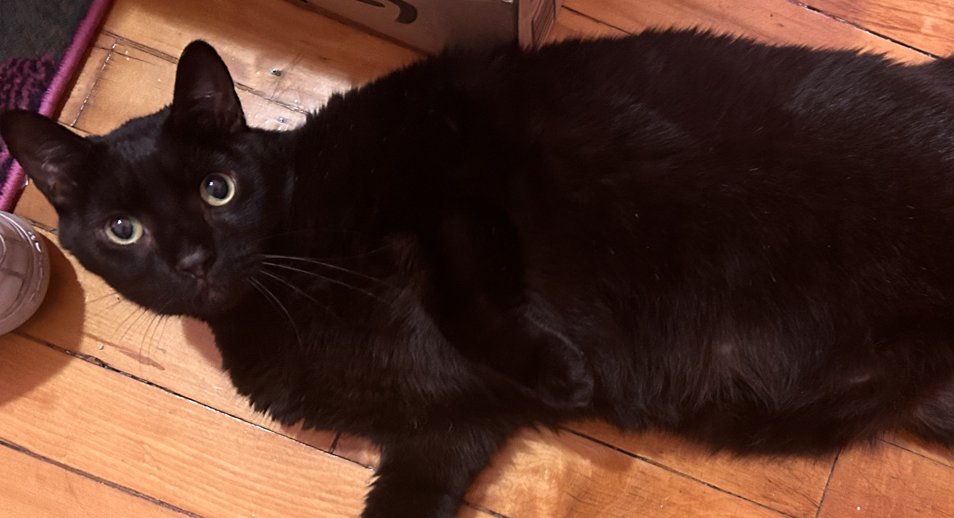 NYC's DEATH ROW CATS tweet media