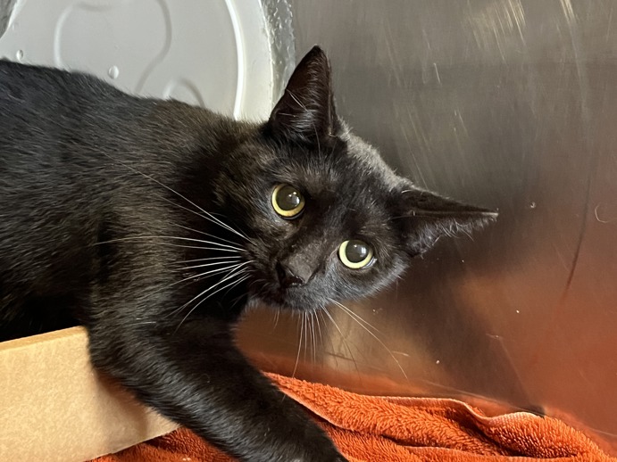 NYC's DEATH ROW CATS tweet media