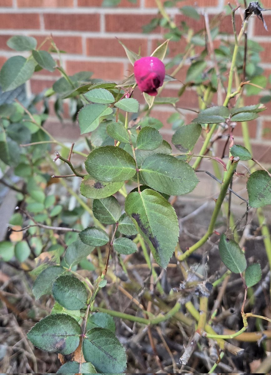 lauranatolian's tweet photo. A single rose bud #December8th #Michigan #rosesinbloom #rosebud 🤔50° day https://t.co/WaVG1y533f