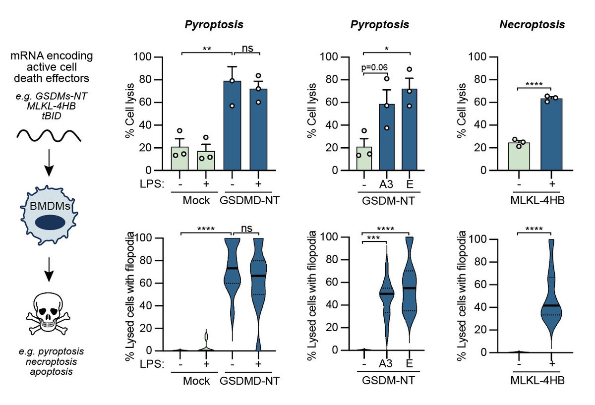 inflammasomelab's tweet photo. This prompted Mercedes Monteleone from @inflammasomelab to ask whether other effectors of #LyticCellDeath trigger filopodial marks on soon-to-be corpses. #GSDMD, other #gasdermins (#GSDMA, #GSDME) & #MLKL also induce cell assembly of filopodia before cell lysis ๐ฏ (6/13) https://t.co/TnbIIKnlyw