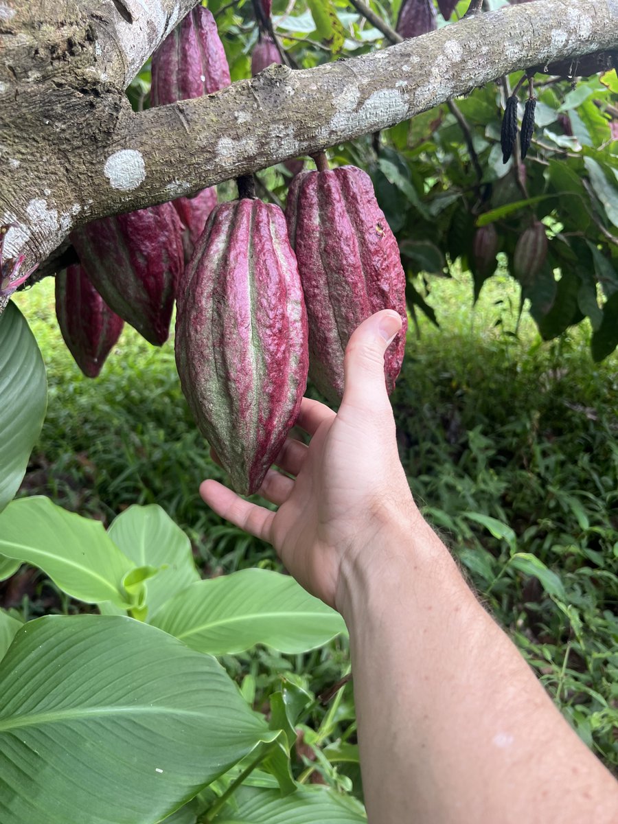 We have added cacao nibs to our shop. 🥰 Not only is cacao a nutrient dense superfood that you can sprinkle on ice cream, oatmeal, yogurt and smoothies.... cacao nibs are a perfect choice for making chocolate extract at home.  
slofoodgroup.com/products/madag…