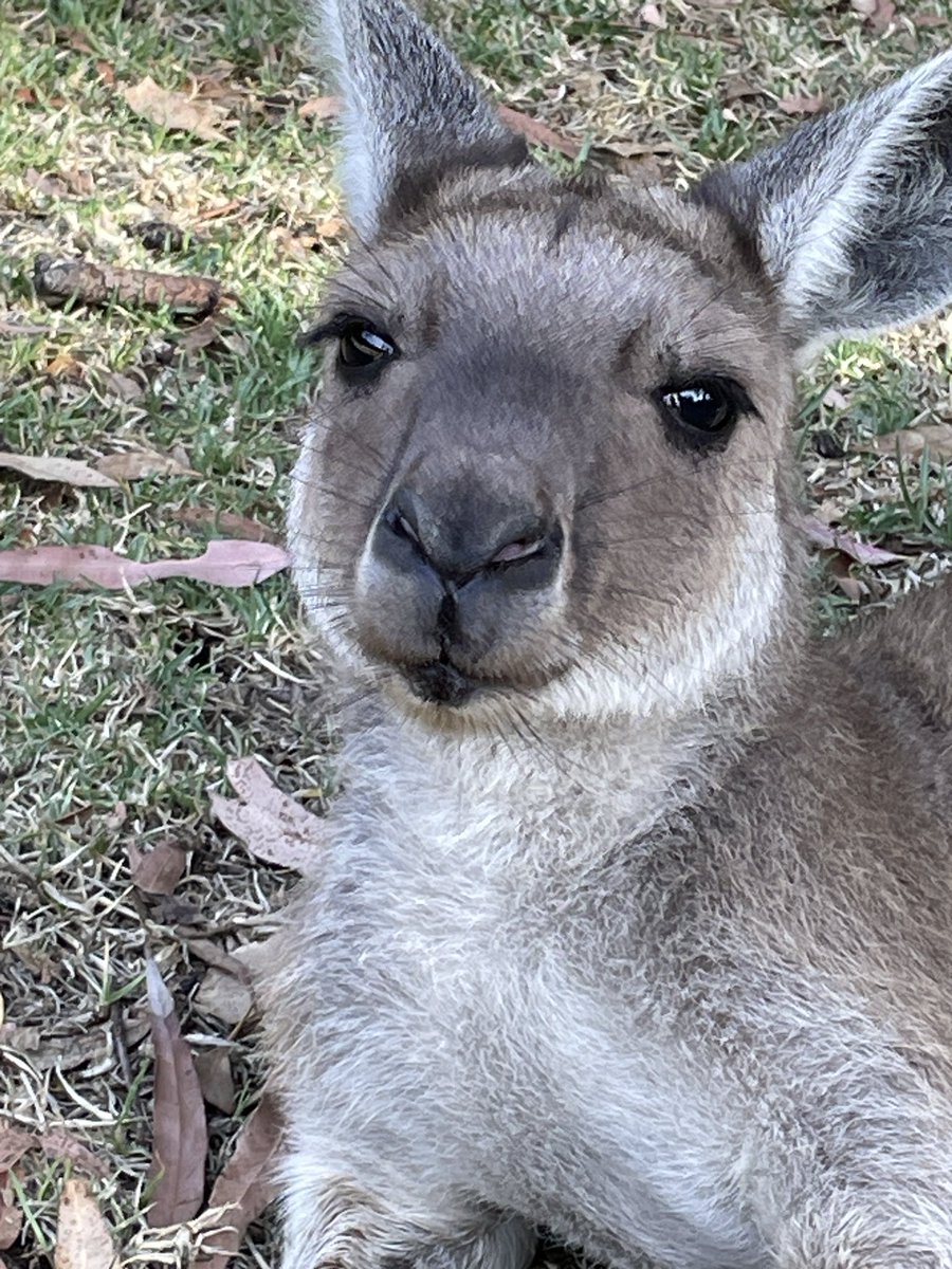 Kangarooei's tweet photo. Thank you Bella, I really hope to get more help as well, the Kangas are so beautiful. 🦘💕 https://t.co/USkT4mlDXq