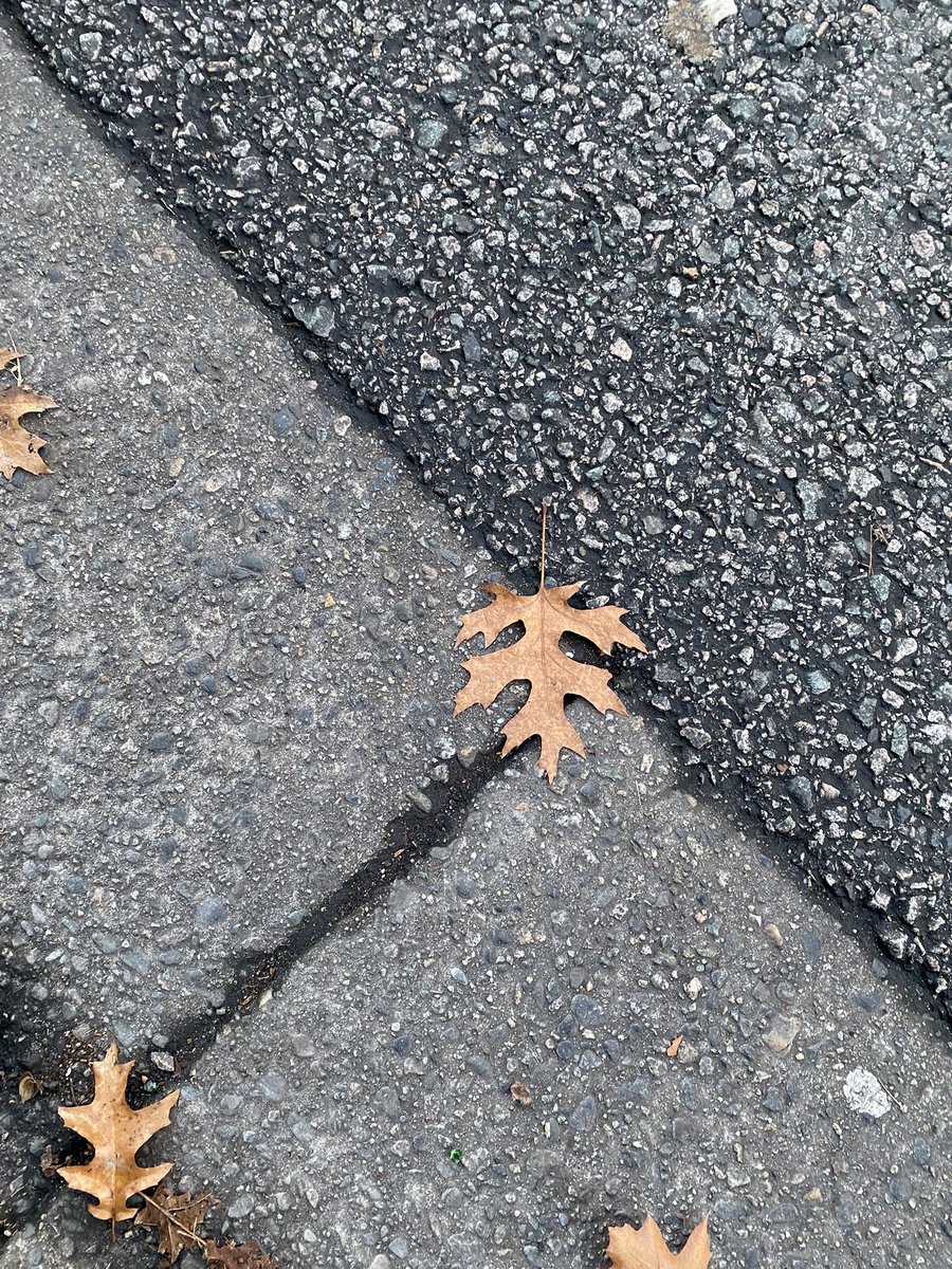 🍁