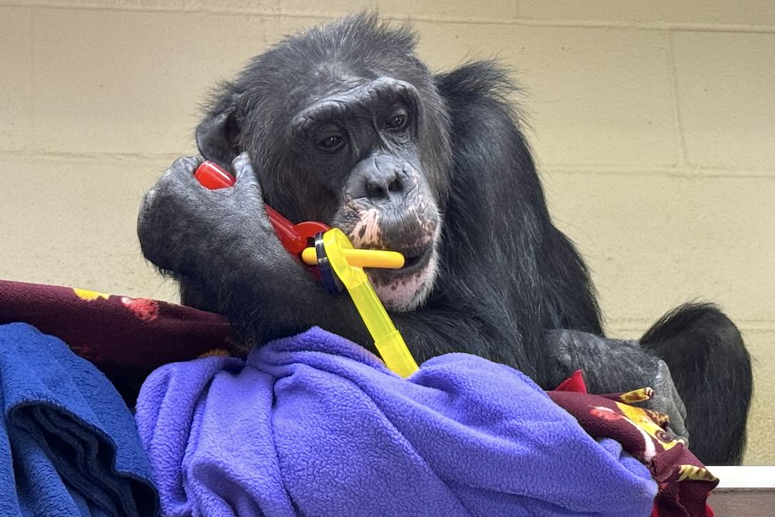 Chimpanzee Sanctuary Northwest tweet media