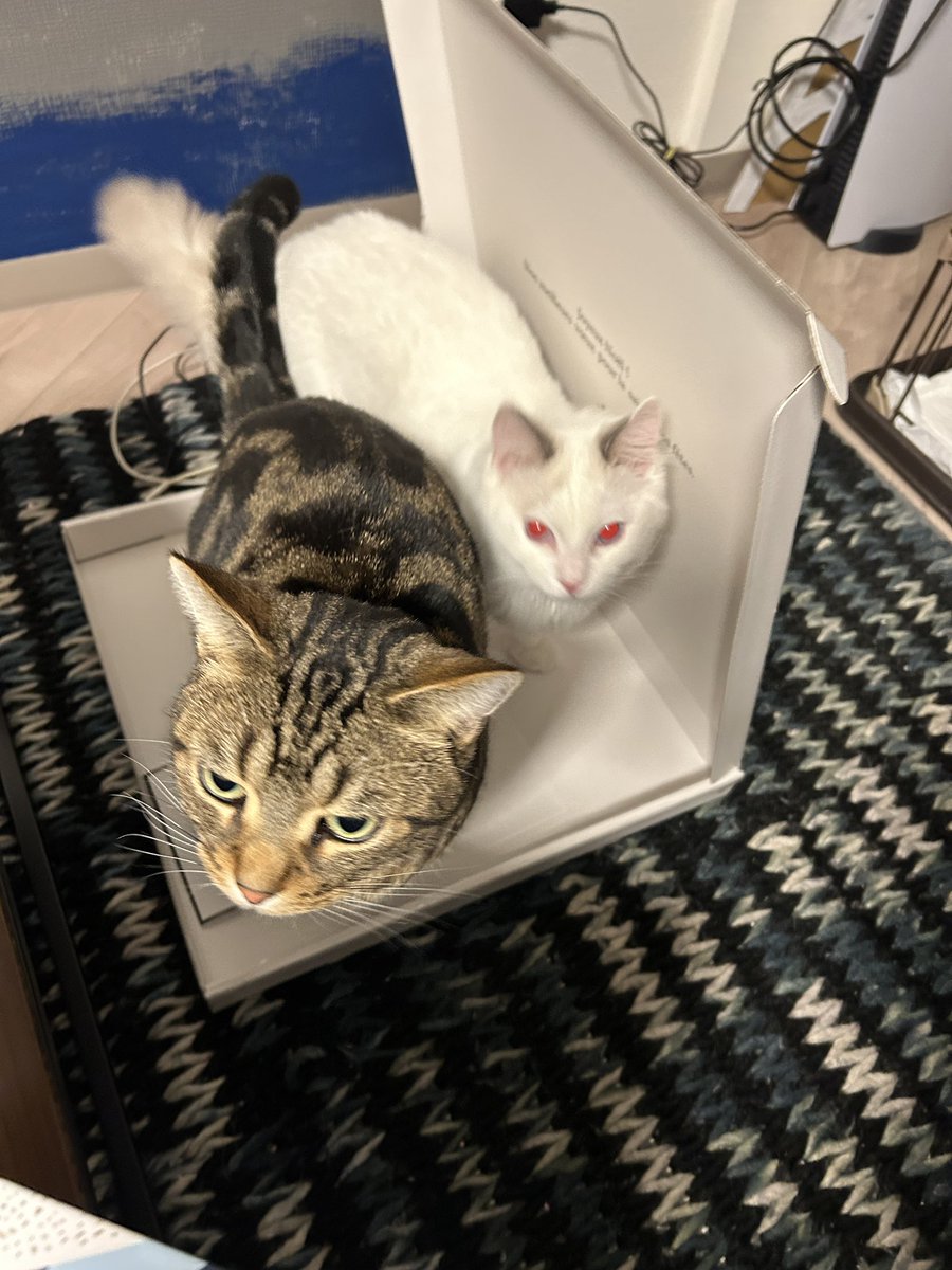実家から よいチョコのアドベントカレンダーが届いた ヒトたちが中身に盛り上がる最中 ネコたちに外箱をとられた