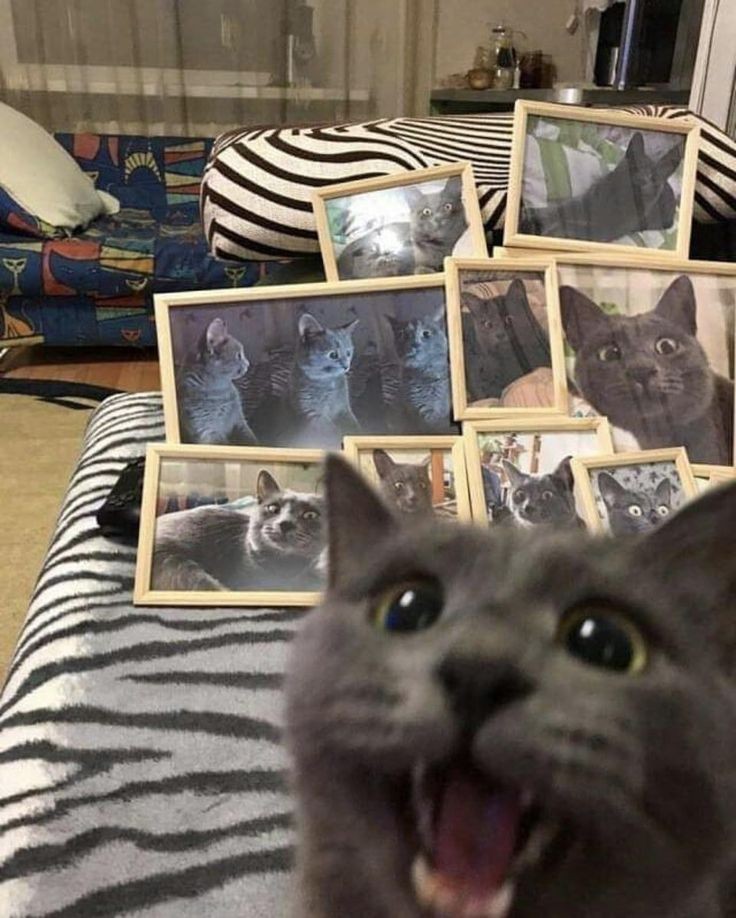 Catsillyness's tweet photo. "Me :D" https://t.co/6MjcSTehGP