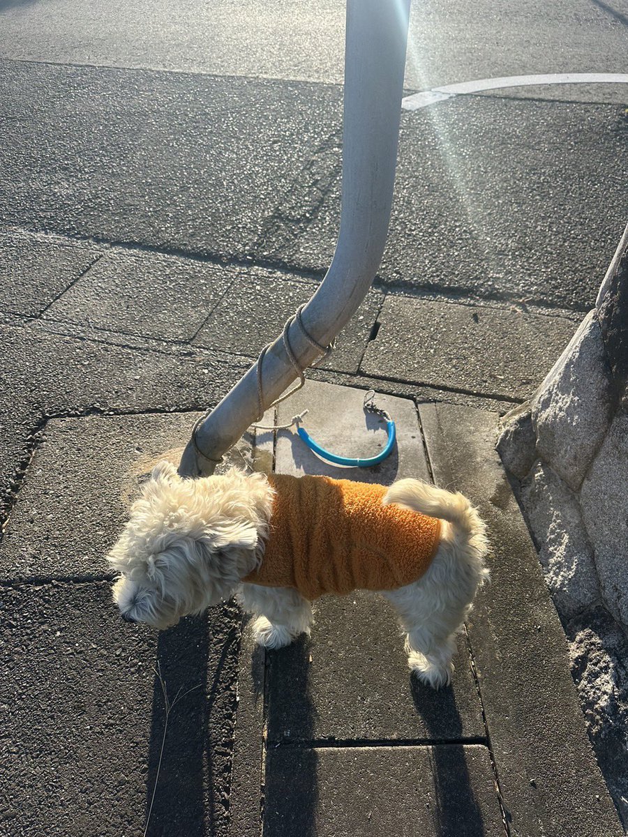 utfc01's tweet photo. 迷子犬を見つけました
１２月９日　朝8時前に安城市藤井町付近でわんちゃんが迷子になっていましたので　近くの安城警察署に届けました　もしお心当たりのある方は安城市警察にお問い合わせ頂ければと思います　ウエストハイランドホワイトテリア　オス　です https://t.co/ak0iU4fdR6