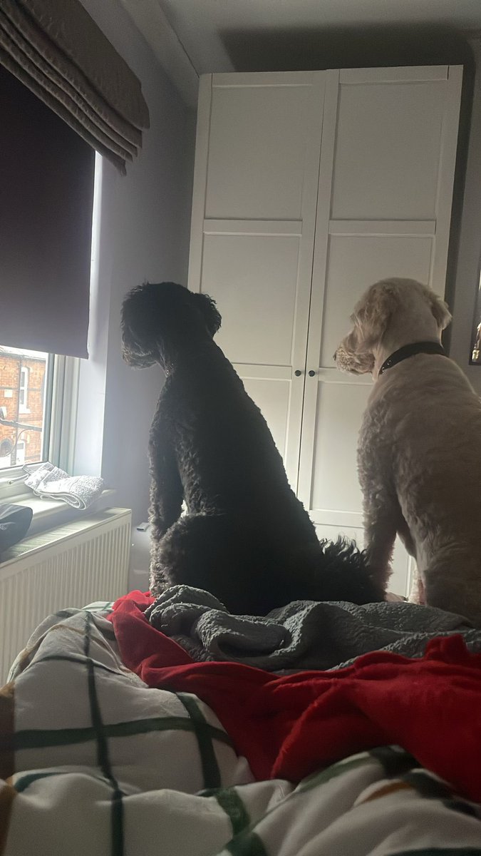 _GoldenDoodle1's tweet photo. Waiting for Daddy to come home ❤️ @_GoldenDoodle2 https://t.co/pG2lBhyY41