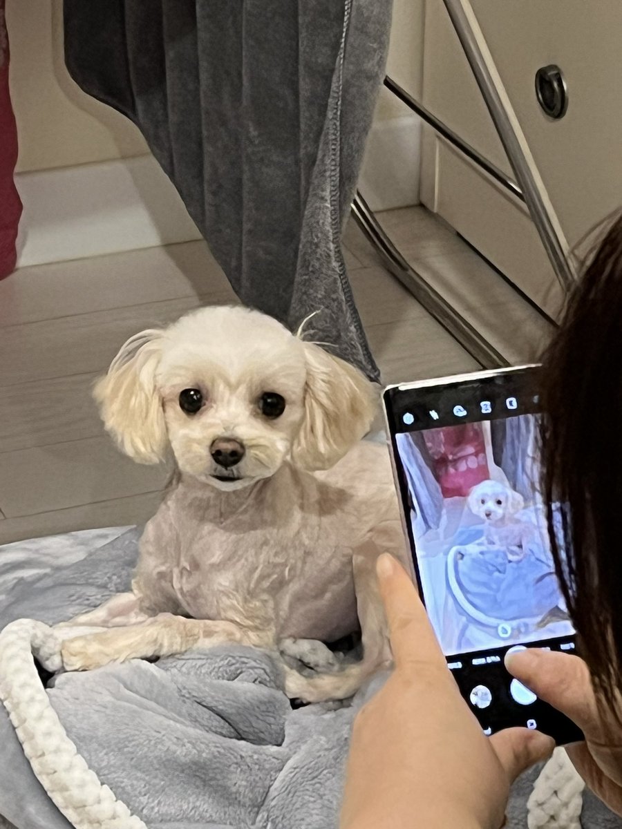 안녕하세요 백찬이 누나입니다.
저희집에 미용받으러 오던 댕이 기억하실까요.

댕이 어머니 차가 6중 추돌사고로 전복되어 어머니는 척추 부러지시고 댕이가 놀라서 탈출했습니다.

핑크조끼를 입은 해당 강아지를 보신 분들이 보실 수있게 알티 한번씩만 부탁드립니다